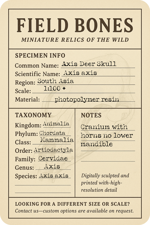 Axis Deer Skull (Field Bones #6: Asia) miniature dollhouse and diorama collectible by The Scale Grail